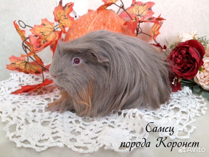 Морские свинки