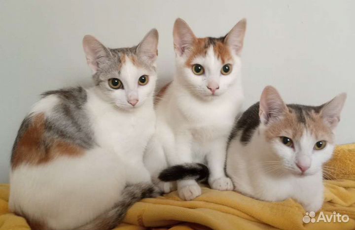 Отдам в добрые руки