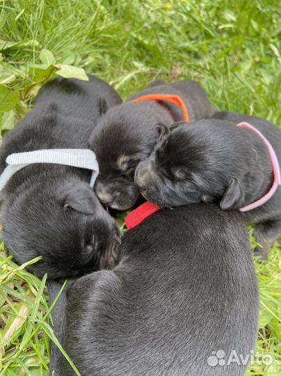 Щенки