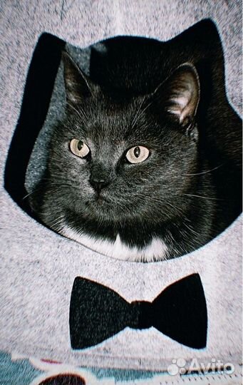 Домик для кошки