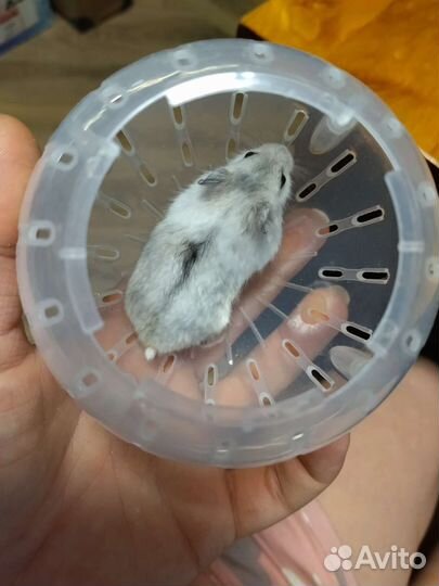 Джунгарский хомяк