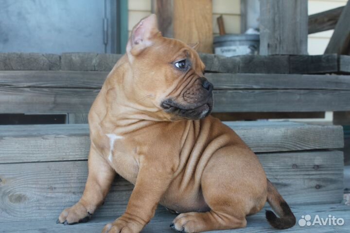 Щенки американского булли покет