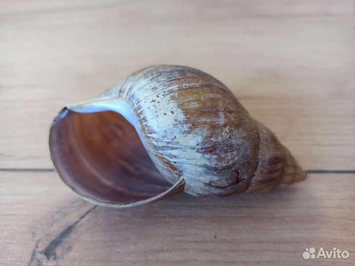 Морская раковина