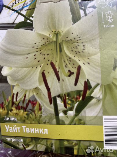 Лилии луковицы