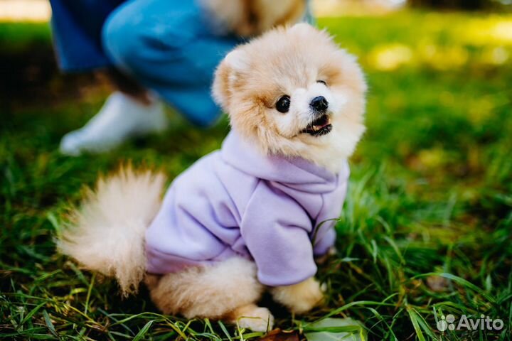 Одежда для собак толстовка