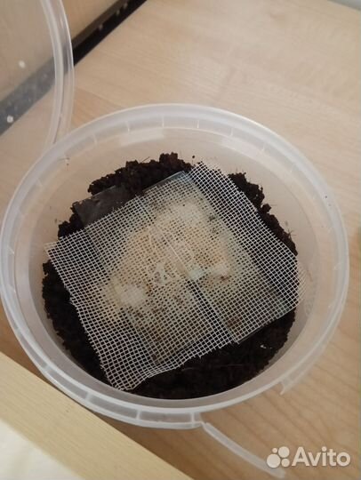 Гриндальский червь