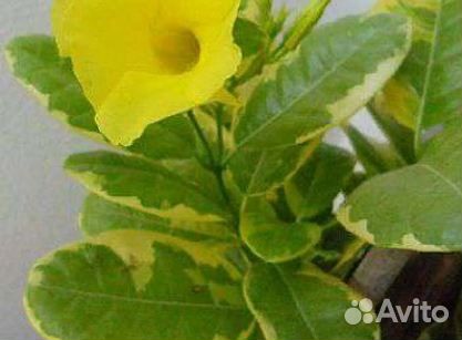 Дипладении,алламанда