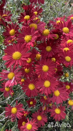 Хризантема кустовая