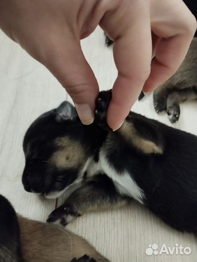 Собака в добрые руки немецкая овчарка