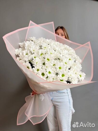 Ромашковая хризантема Эквадор