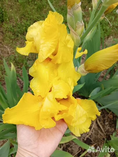 Ирисы бородатые