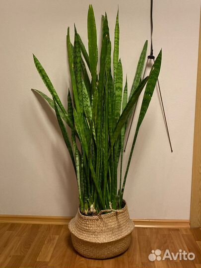 Флодис икеа