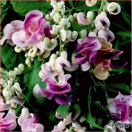 Экзотика комнатная