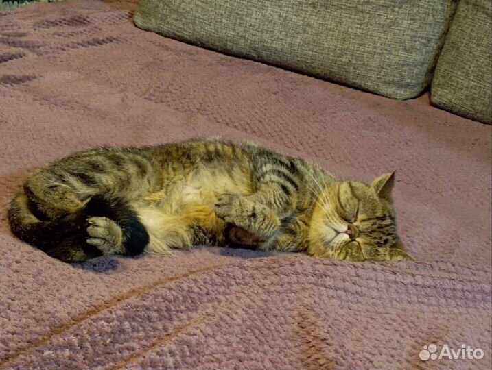 Персидская кошка