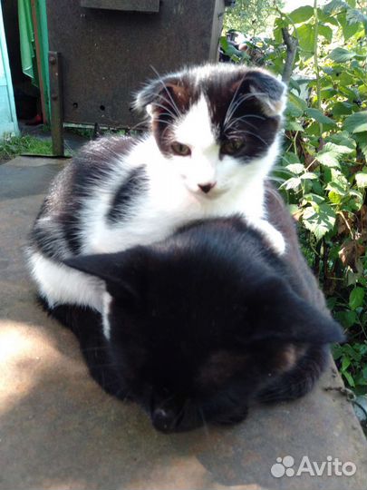 Кошка в дар бесплатно