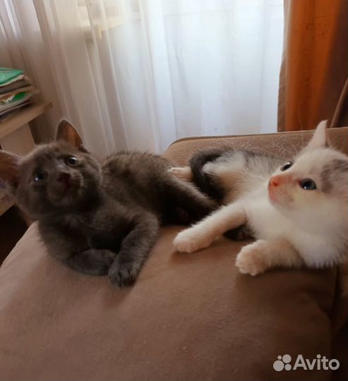 Котенок в добрые руки
