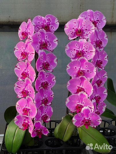 Орхидея CL606B от Mainshow / новинка