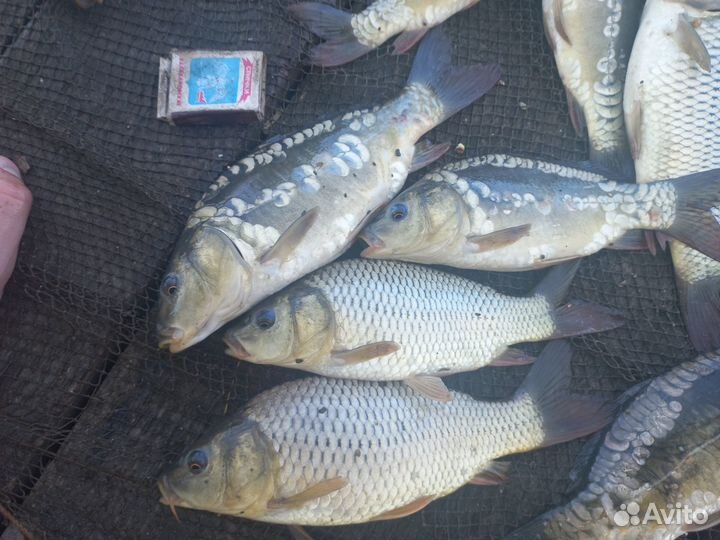 Малек карпа, толстолобика и амура для зарыбления