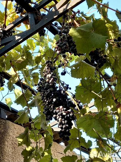 Виноград Молдова оптом