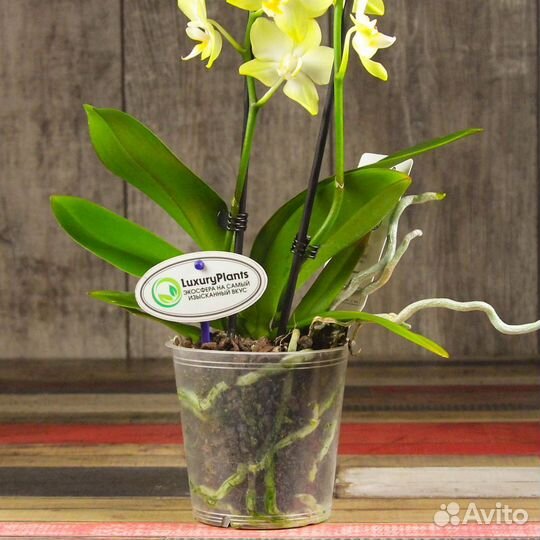 Орхидея Фаленопсис нежный лайм 2 ст