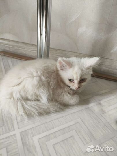 Кошка в дар