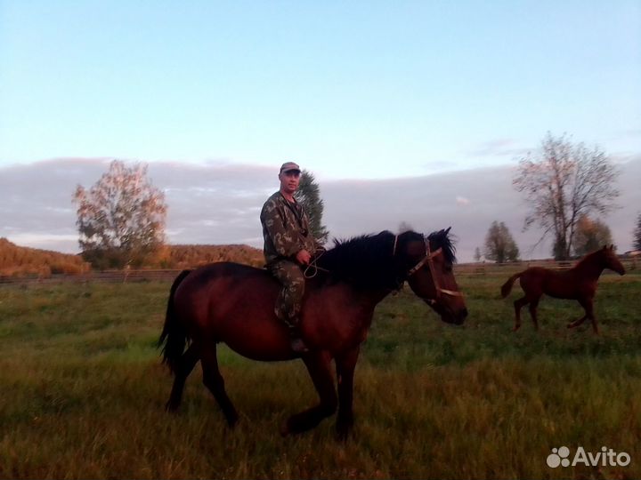 Продаётся рабочая лошадь