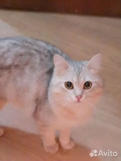 Котик в добрые руки
