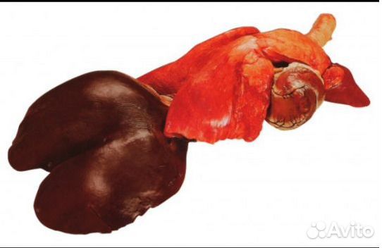 Корма для собак (печень, лёгкое, селезёнки)
