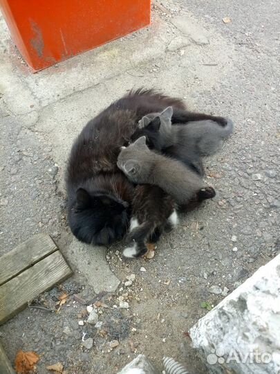 Домашние животные кошки