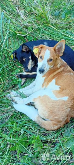 Щенки подростки бесплатно