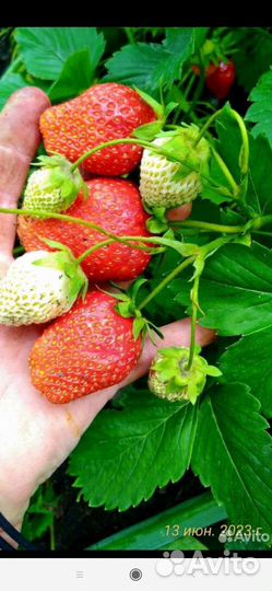 Клубника рассада сорт Зенга-Зенгана