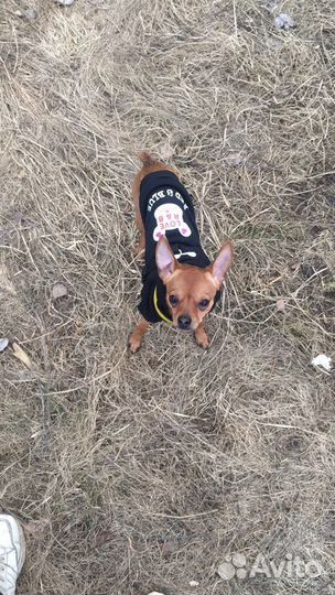 Русский той-терьер для вязки