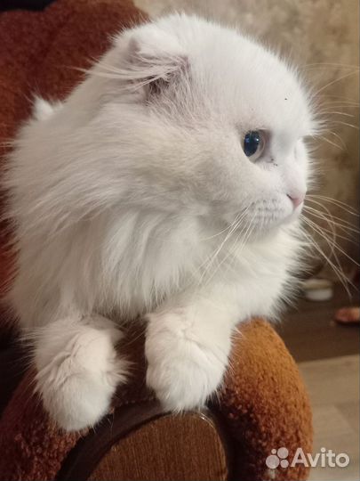 Котята хайленд фолд,хайленд страйт