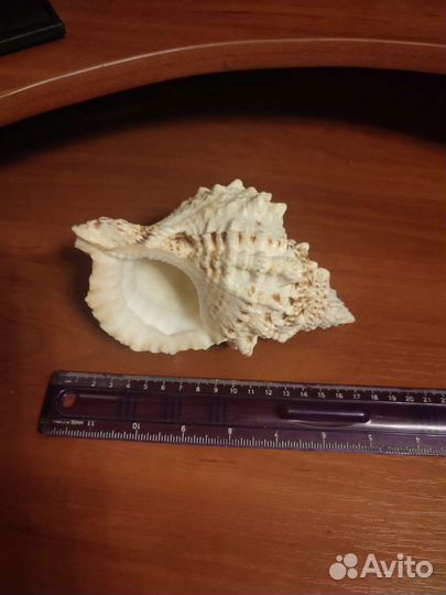 Морские ракушки