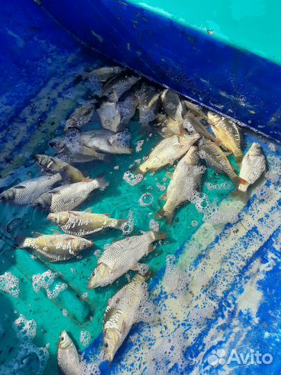 Малёк (сеголетка)карпа