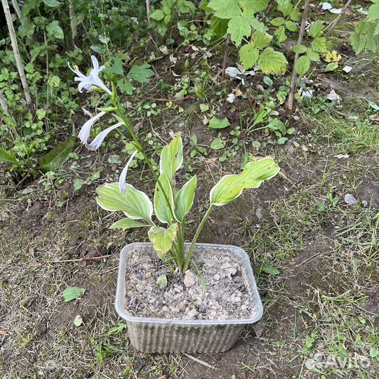 Многолетники садовые: хосты, барбарисы, дицентра