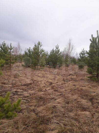 Участок 10 га (СНТ, ДНП)