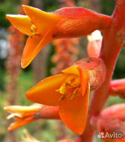 Диккия Черри кола