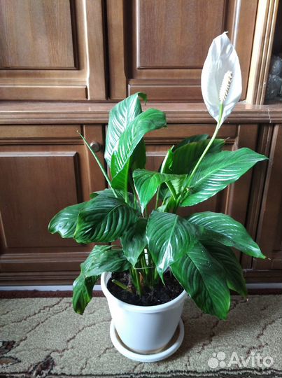 Комнатные цветы Аглаонема