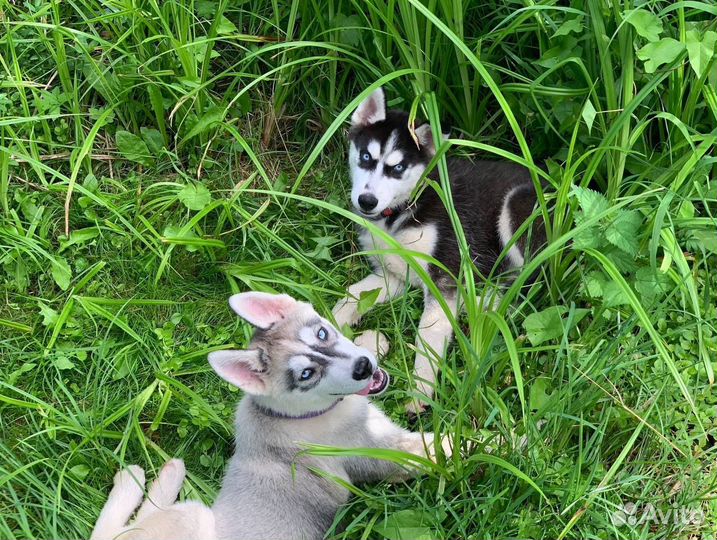 Щенки сибирской хаски