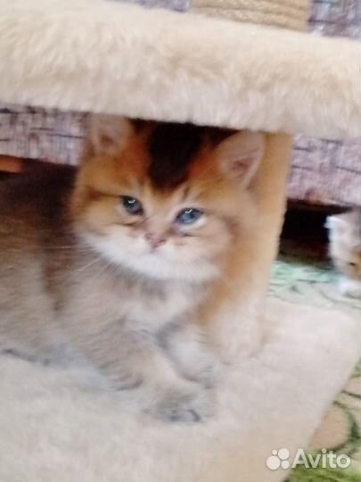 Бриташки шиншилляшки