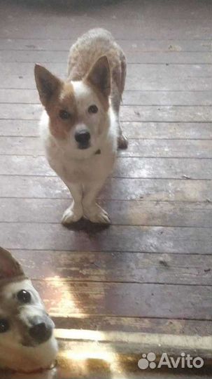 Бони ищет дом и семью