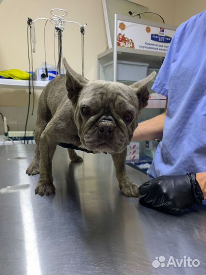 Французский бульдог