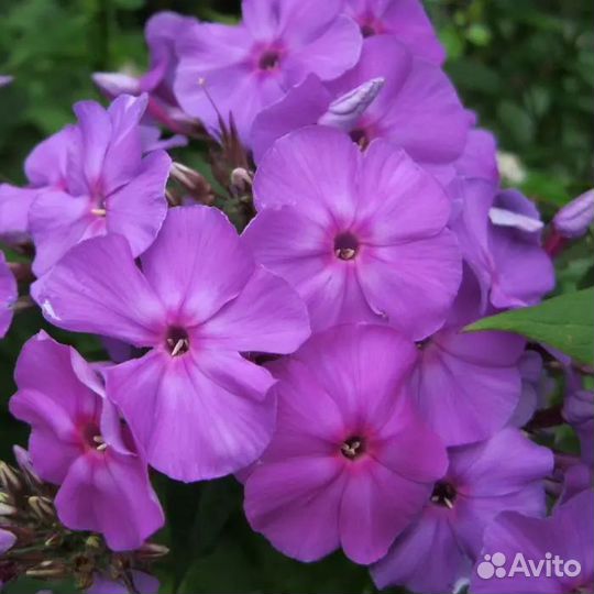 Флоксы многолетние сортовые