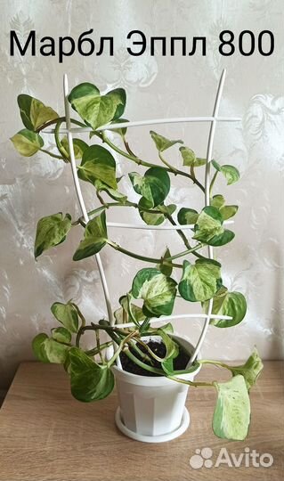 Марбл Квин,Марбл Эппл, сингониум Аарон Браун