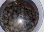 Инкубационные перепелинные яйца