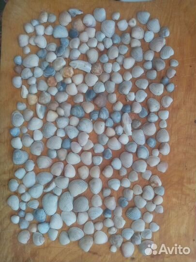 Морские ракушки для творчества