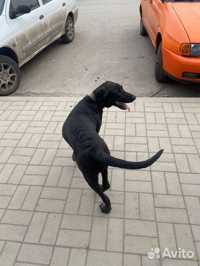 Лабрадор (метис) в дар