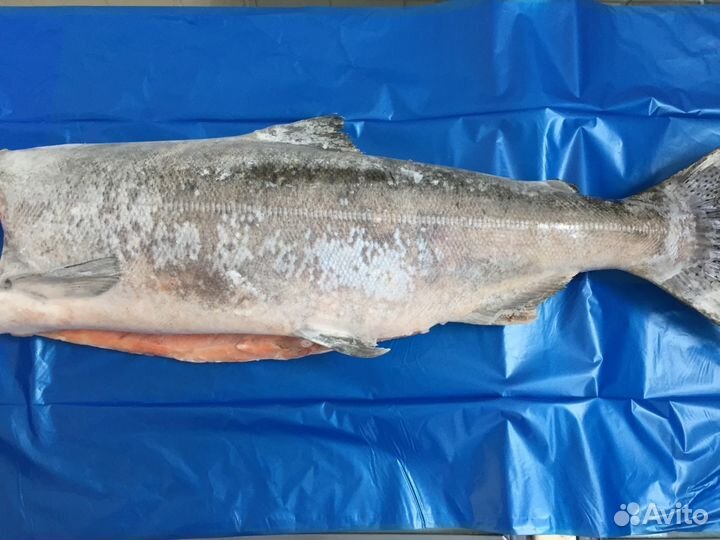 Рыба чавыча