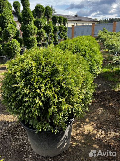Можжевельник из питомника с доставкой